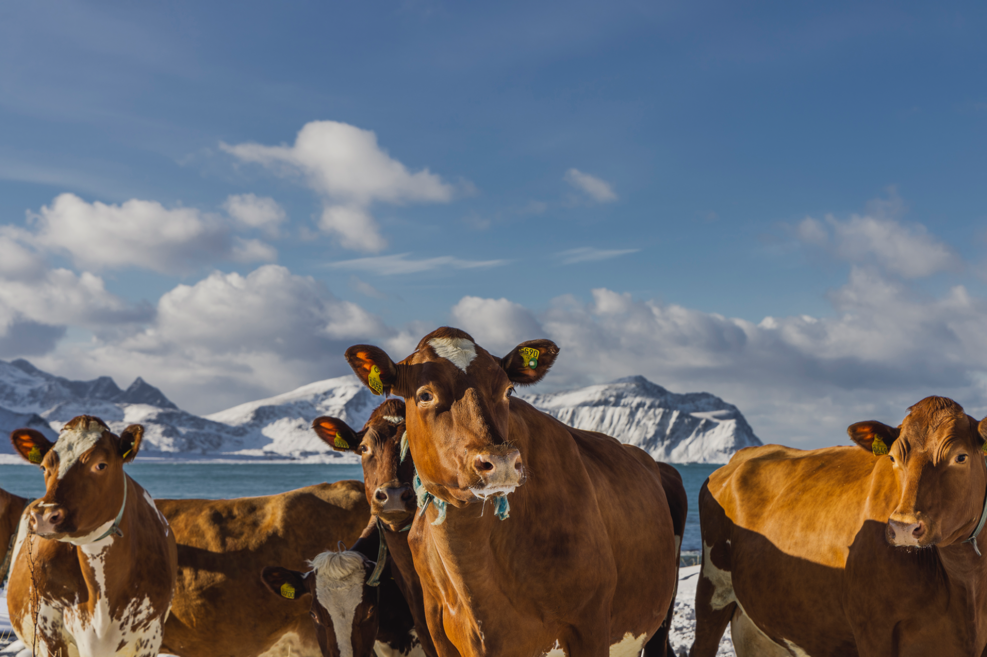 Unique Red Cows Sustainability and the Norwegian Red Cow: A Legacy of Excellence - Tineasia